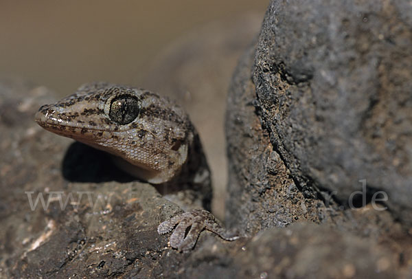 Teneriffagecko (Tarentola delalandii)