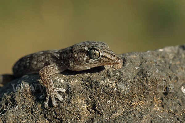 Teneriffagecko (Tarentola delalandii)