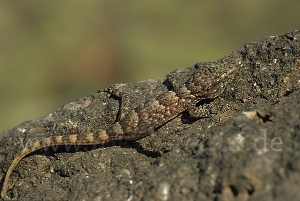 Teneriffagecko (Tarentola delalandii)