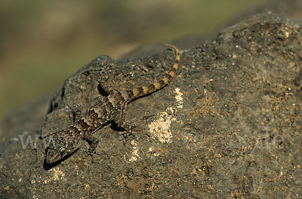 Teneriffagecko (Tarentola delalandii)