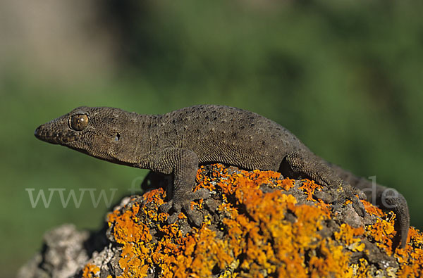 Teneriffagecko (Tarentola delalandii)