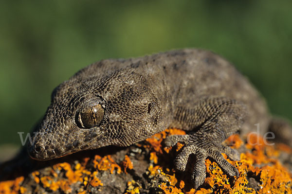 Teneriffagecko (Tarentola delalandii)