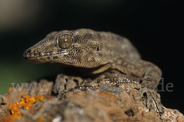 Teneriffagecko (Tarentola delalandii)