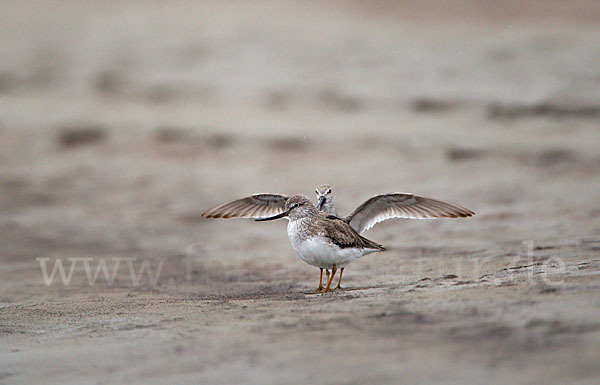 Terekwasserläufer (Xenus cinereus)