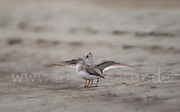 Terekwasserläufer (Xenus cinereus)