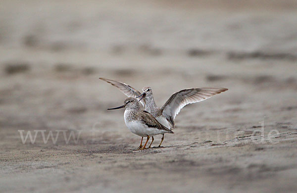 Terekwasserläufer (Xenus cinereus)