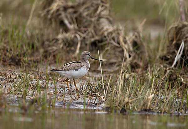 Terekwasserläufer (Xenus cinereus)