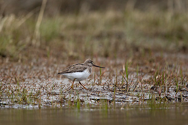 Terekwasserläufer (Xenus cinereus)