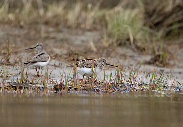 Terekwasserläufer (Xenus cinereus)