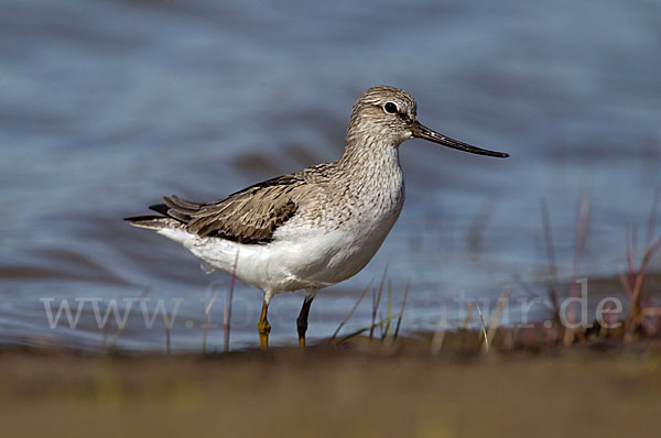 Terekwasserläufer (Xenus cinereus)