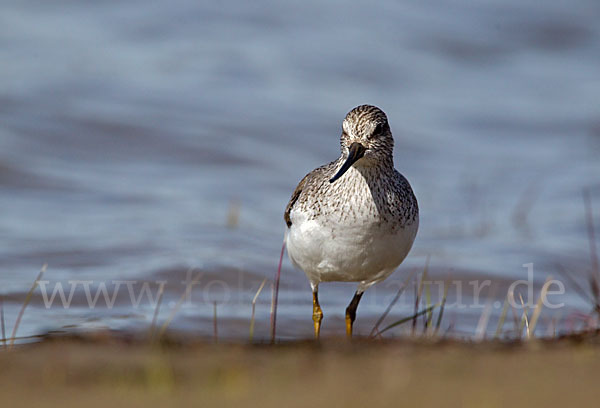 Terekwasserläufer (Xenus cinereus)