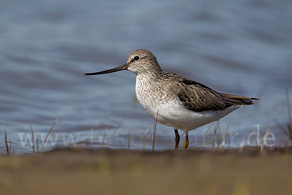 Terekwasserläufer (Xenus cinereus)