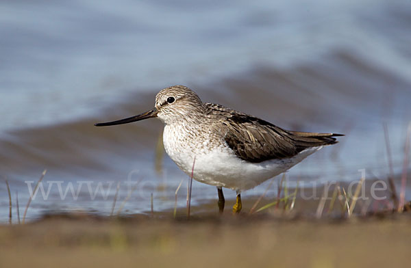 Terekwasserläufer (Xenus cinereus)