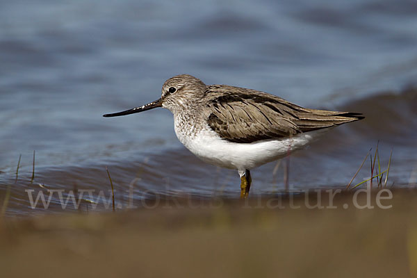 Terekwasserläufer (Xenus cinereus)