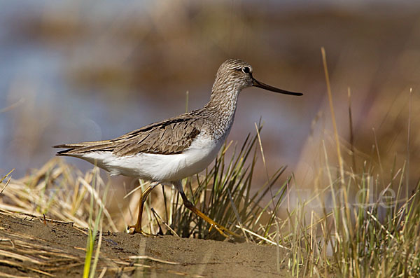 Terekwasserläufer (Xenus cinereus)