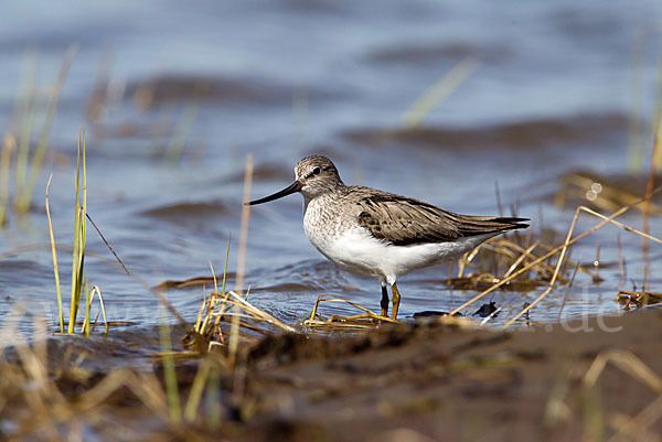 Terekwasserläufer (Xenus cinereus)