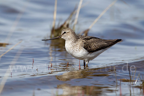 Terekwasserläufer (Xenus cinereus)