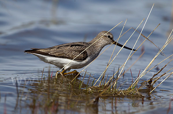 Terekwasserläufer (Xenus cinereus)