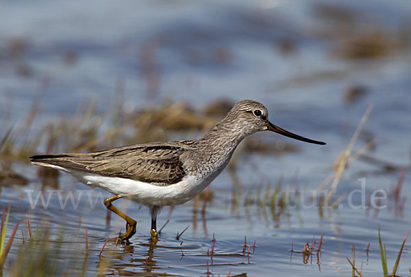 Terekwasserläufer (Xenus cinereus)