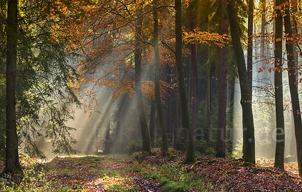 Thüringen (Thuringia)