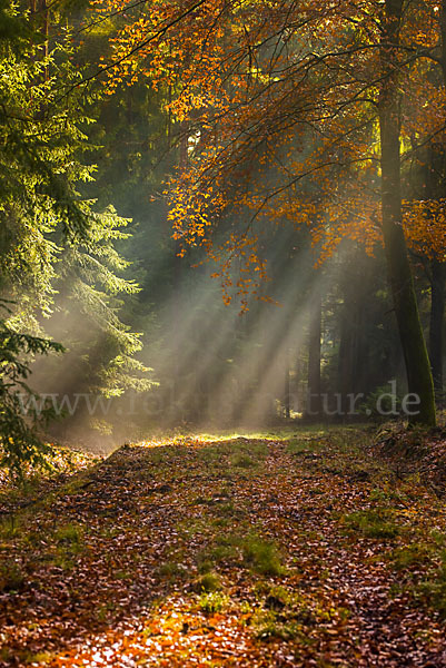 Thüringen (Thuringia)