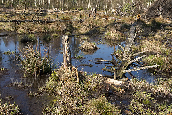 Thüringen (Thuringia)