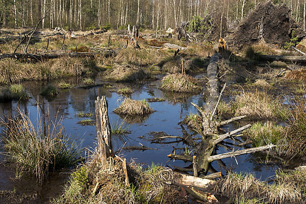 Thüringen (Thuringia)