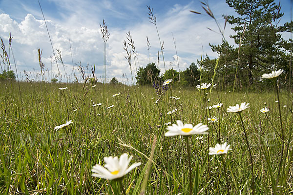 Thüringen (Thuringia)