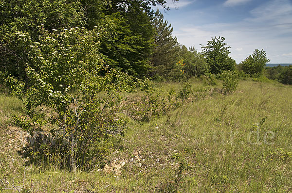 Thüringen (Thuringia)