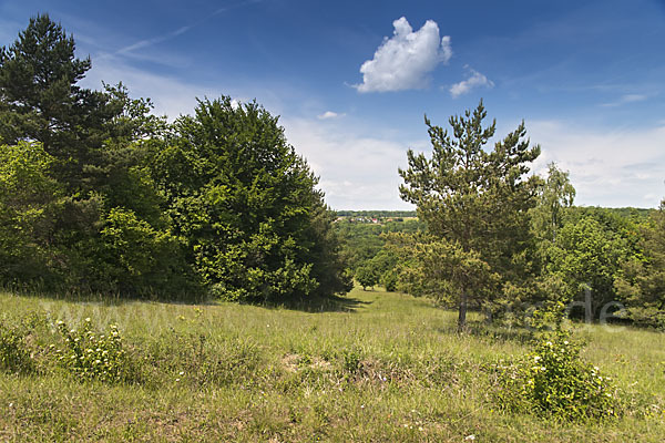 Thüringen (Thuringia)