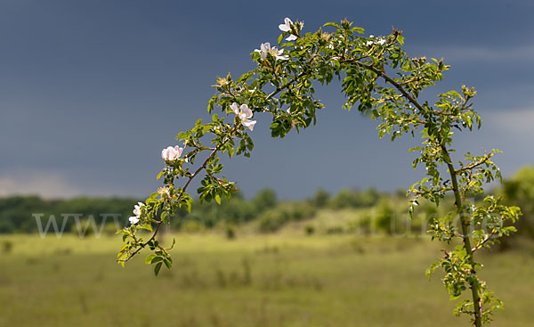 Thüringen (Thuringia)