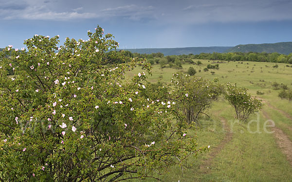 Thüringen (Thuringia)