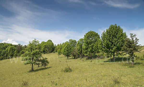 Thüringen (Thuringia)