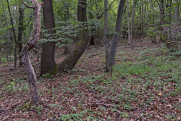 Thüringen (Thuringia)