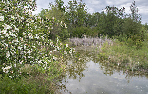 Thüringen (Thuringia)