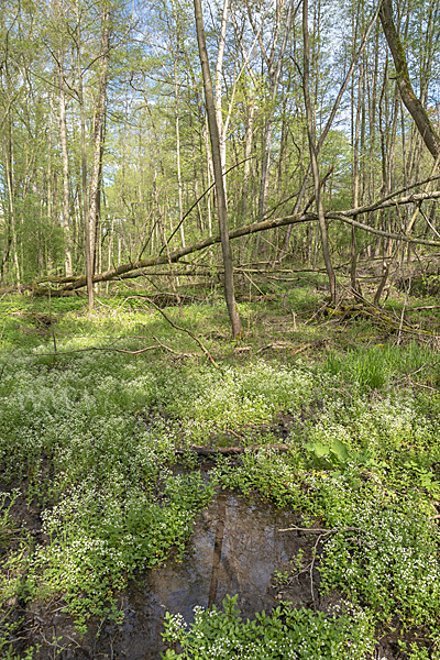 Thüringen (Thuringia)