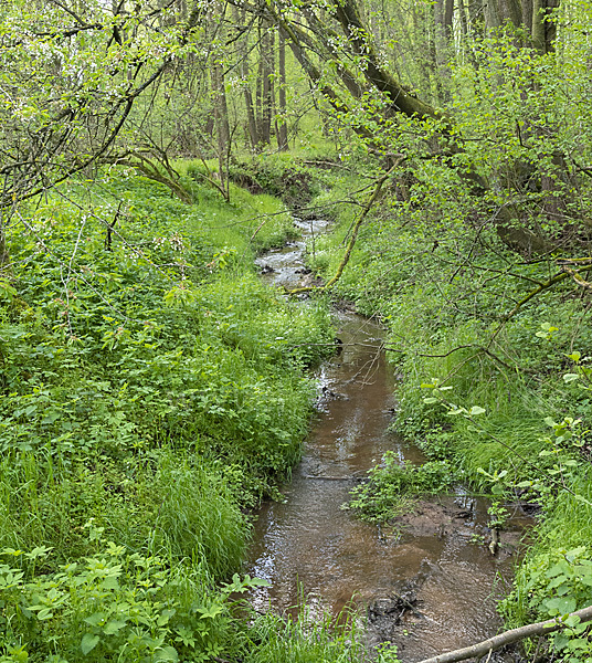 Thüringen (Thuringia)