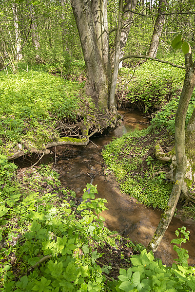 Thüringen (Thuringia)