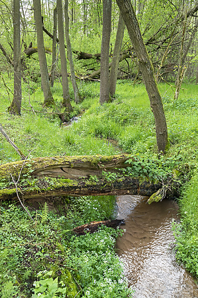 Thüringen (Thuringia)