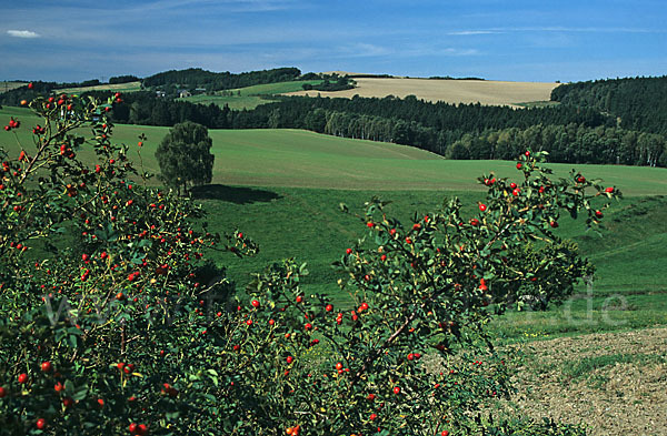 Thüringen (Thuringia)