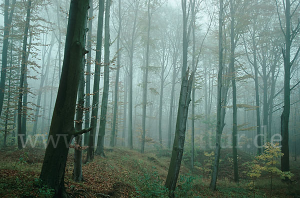 Thüringen (Thuringia)