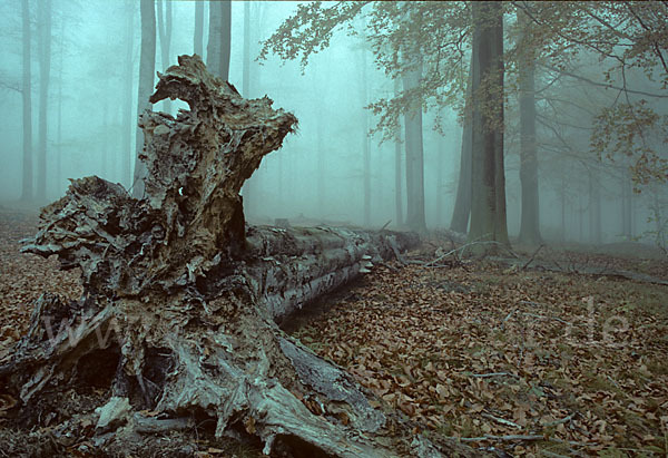 Thüringen (Thuringia)