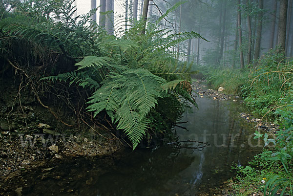 Thüringen (Thuringia)