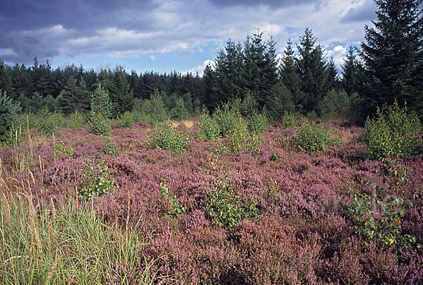 Thüringen (Thuringia)