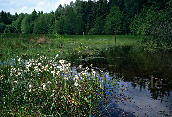 Thüringen (Thuringia)