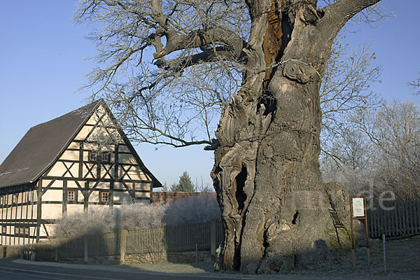 Thüringen (Thuringia)