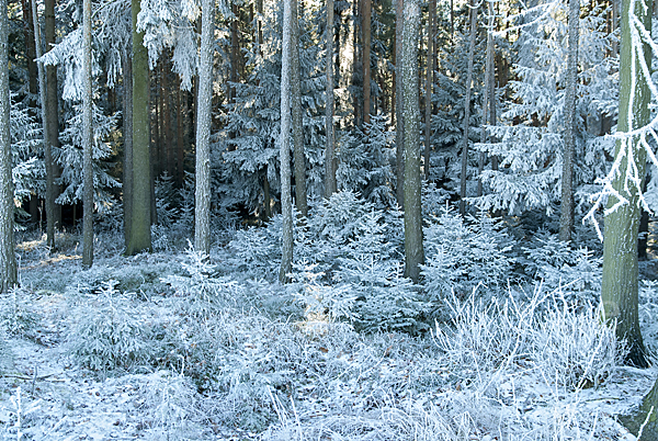 Thüringen (Thuringia)