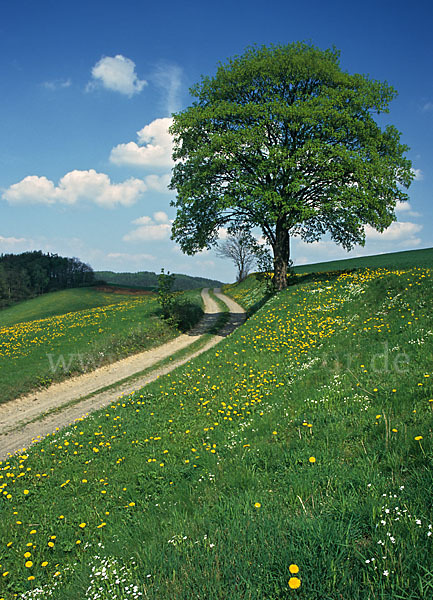 Thüringen (Thuringia)