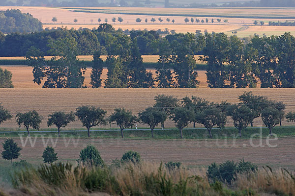 Thüringen (Thuringia)