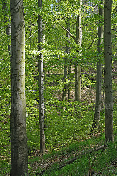 Thüringen (Thuringia)